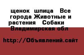 щенок  шпица - Все города Животные и растения » Собаки   . Владимирская обл.